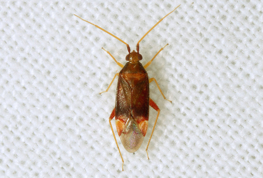 Miridae: Pseudoloxops coccineus